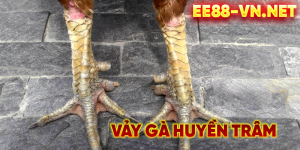 Vảy Huyền Trâm: Bí Mật Sức Mạnh Gà Chọi Đẳng Cấp | EE88