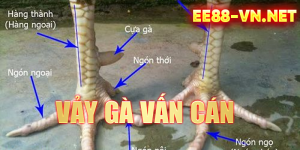 Vảy Gà Vấn Cán Là Gì? Cách Nhận Biết, Tốt Hay Xấu? - EE88